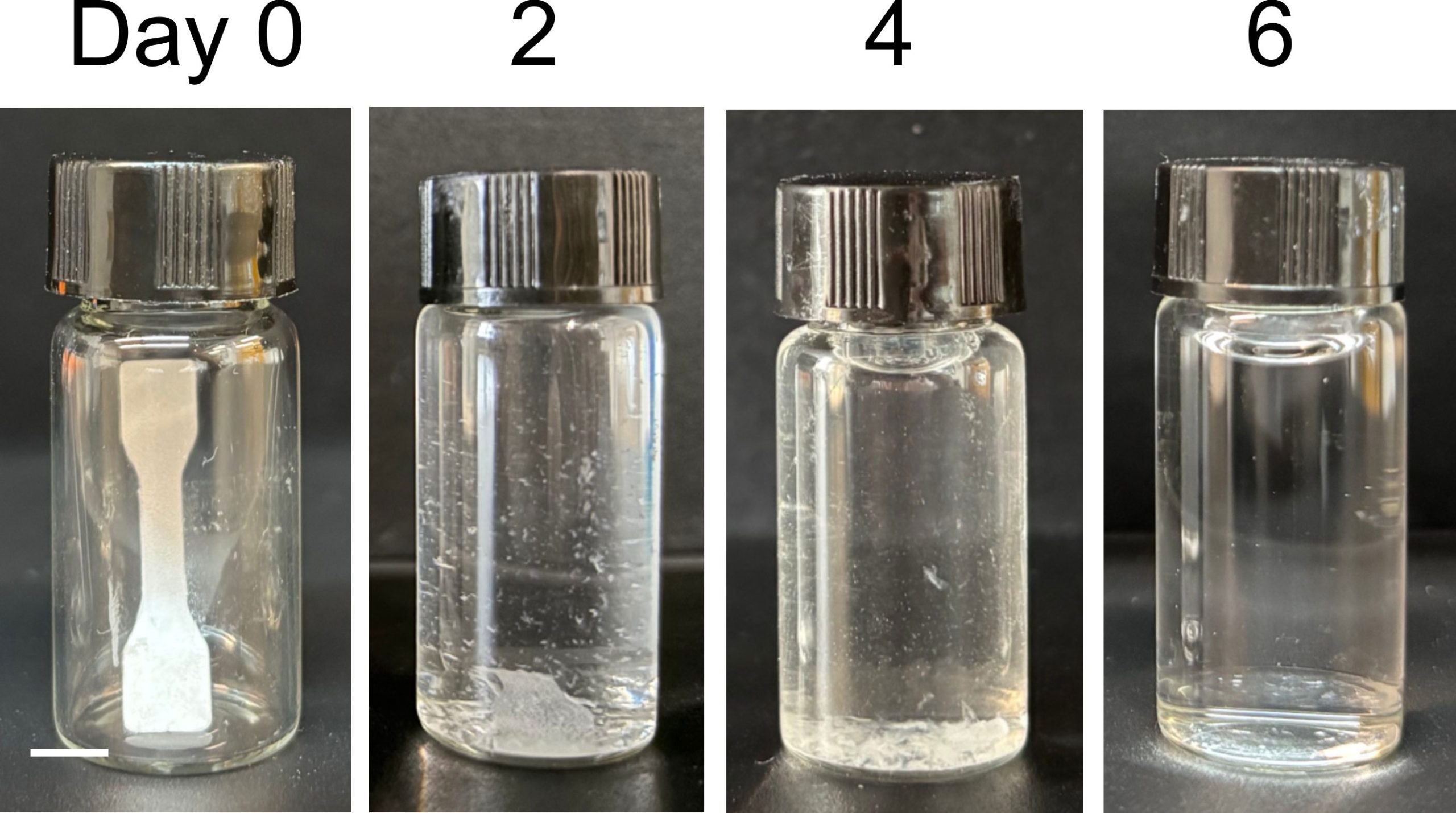 Un plástico biológico con un par de enzimas que degradan el plástico lo degradó por completo en seis días. Foto: Adaptado de ACS Applied Polymer Materials