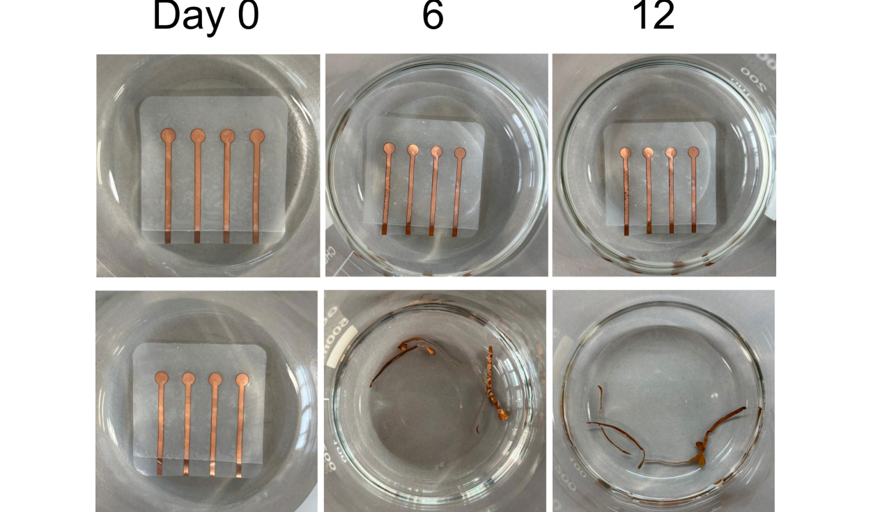 A partir del 'plástico vivo', los expertos crearon un electrodo que también logró degradarse.