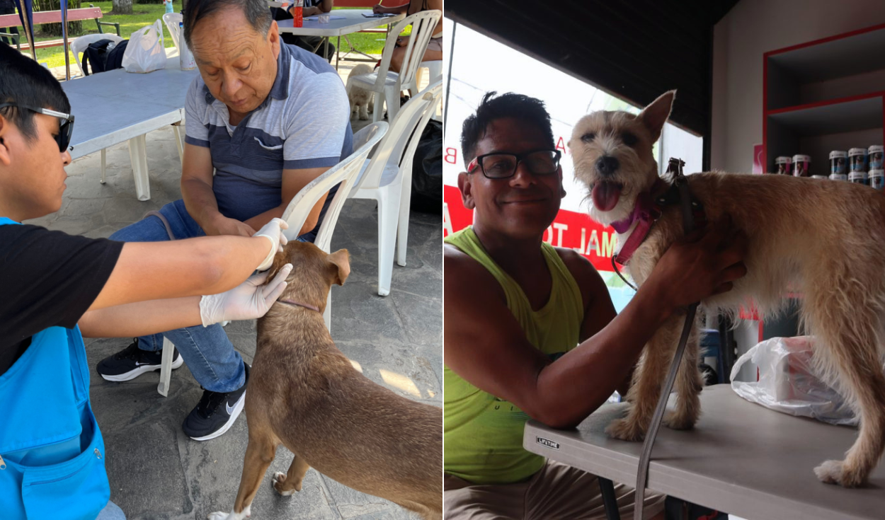 Jesús María District in Lima to Host Free Veterinary Campaign on June 5