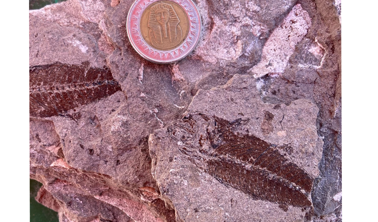 Entre los peces hallados en el yacimiento egipcio se encuentra este jurel fosilizado. Foto: Hesham Sallam / Centro de Paleontología de Vertebrados de la Universidad de Mansoura
