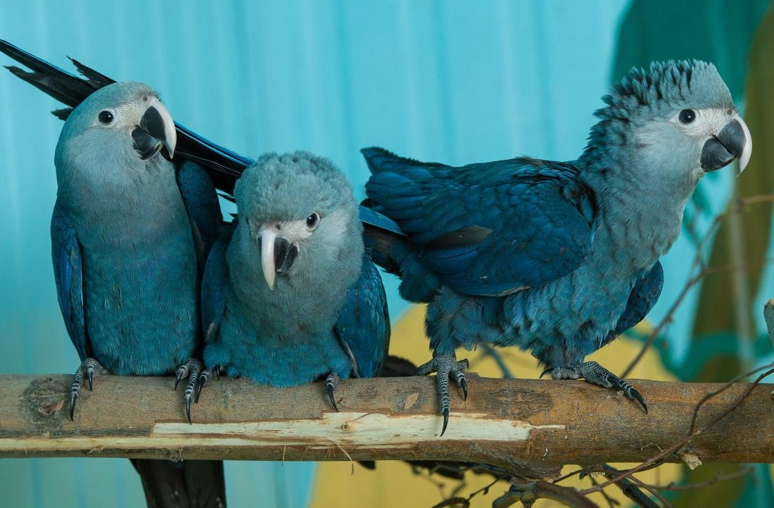 Las aves fueron evacuadas de un criadero privado debido a la presencia de circovirus, que afecta su salud y puede resultar mortal.