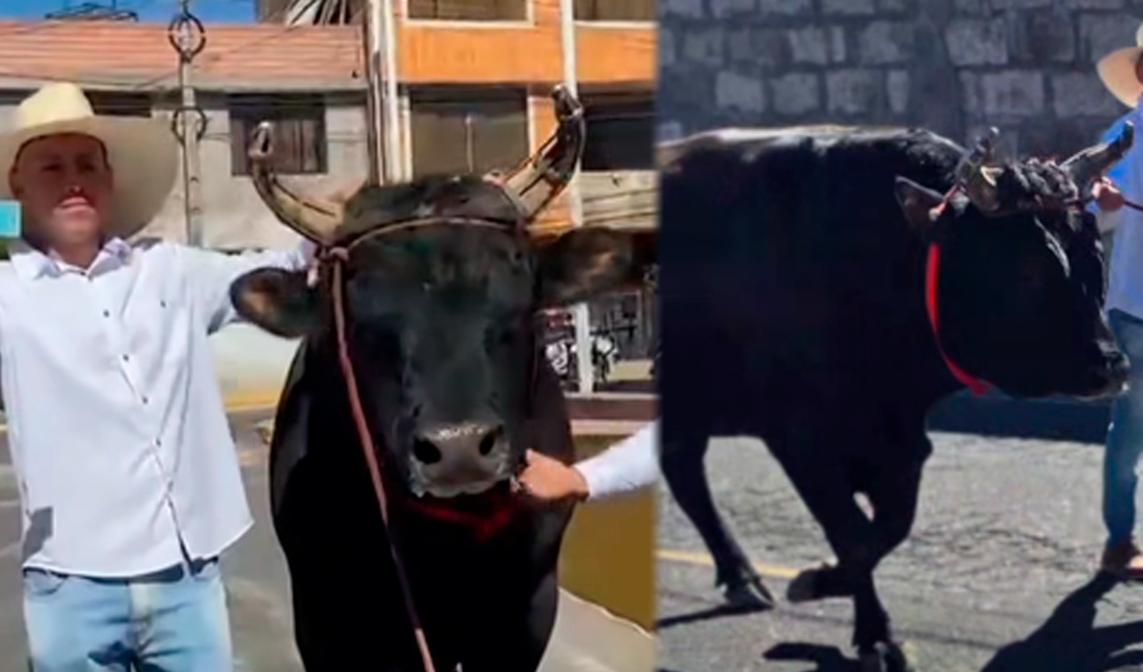 General Elections 2026: Farmer votes accompanied by his 900kg fighting bull in Arequipa