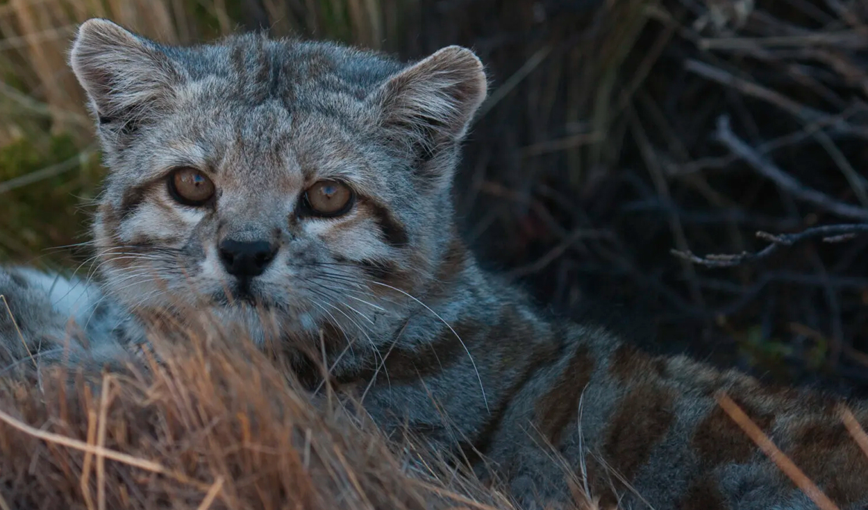 La organización Guardianes del Gato Andino se dedica a proteger esta especie en peligro. Foto: Revista Endémico El gato andino, felino más amenazado de América Latina, enfrenta riesgos en su hábitat montañoso.