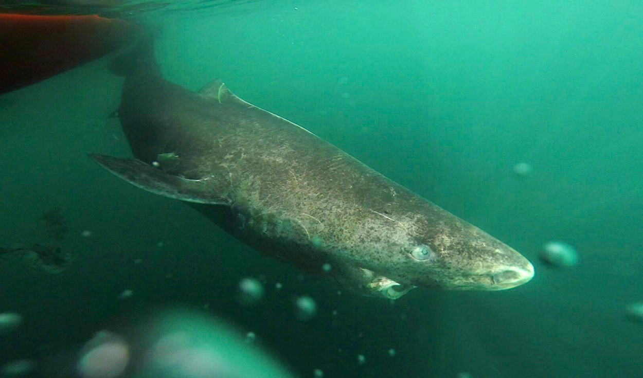 El tiburón de Groenlandia tarda más de 100 años en reproducirse. Foto: Julius Nielsen