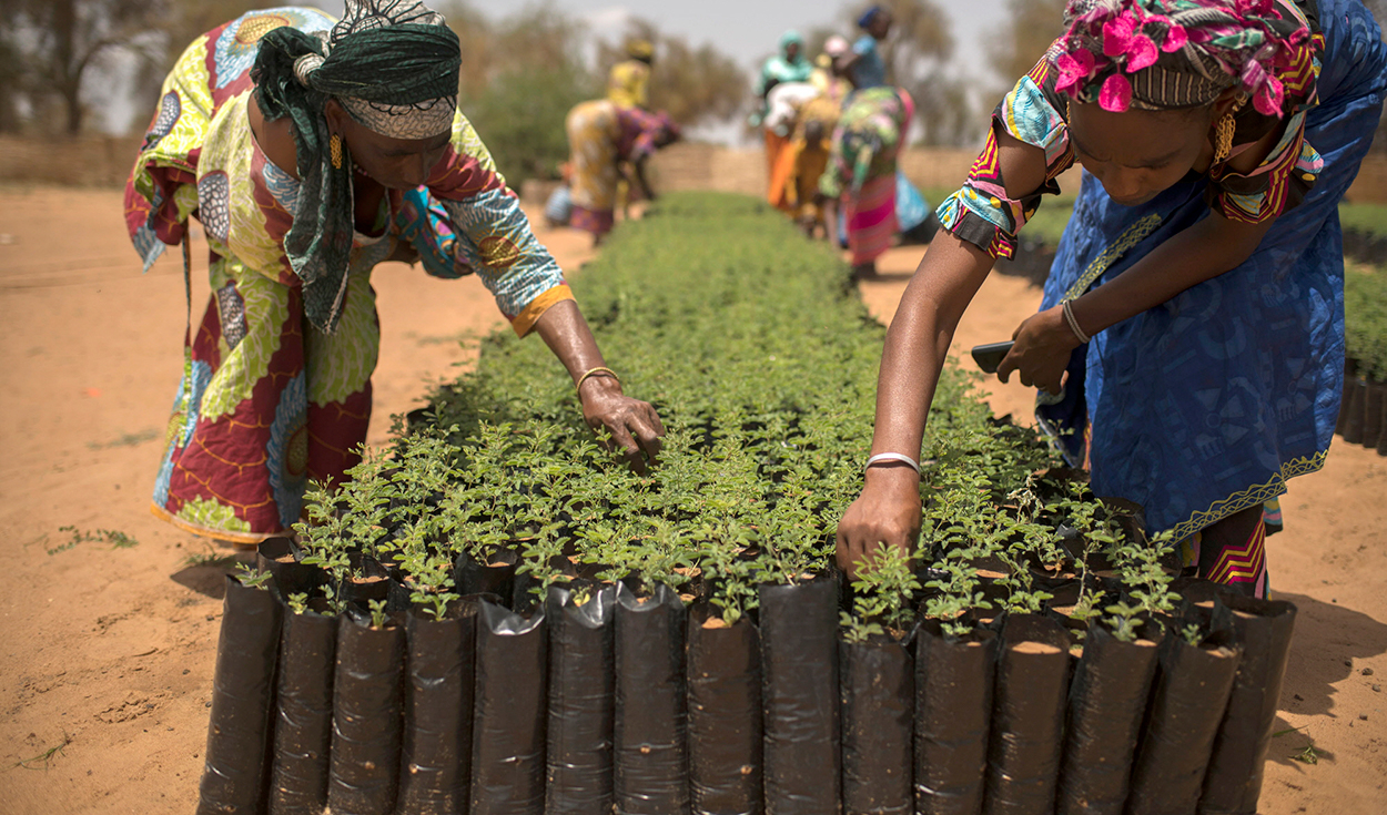 El proyecto abarca una franja de tierra de unos 8.000 km de longitud, desde Yibuti, en el este de África, hasta Dakar, en el oeste. Foto: Great Green Wall Initiative
