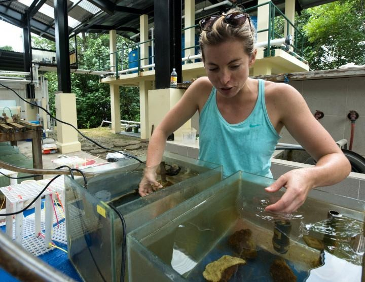 Los investigadores mantuvieron tejidos en agua de mar natural, observando actividad biológica y absorción de nutrientes, un hallazgo sin precedentes para tejidos animales complejos.