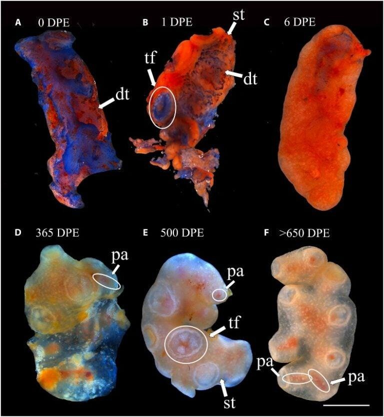 Este descubrimiento desafía la noción de que los tejidos complejos requieren el organismo completo para sobrevivir, lo que abre nuevas posibilidades para la investigación en regeneración
