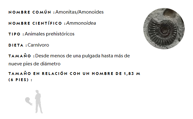 Información completa de los Amonoides, animales que desaparecieron con los dinosaurios. Foto: National Geographic