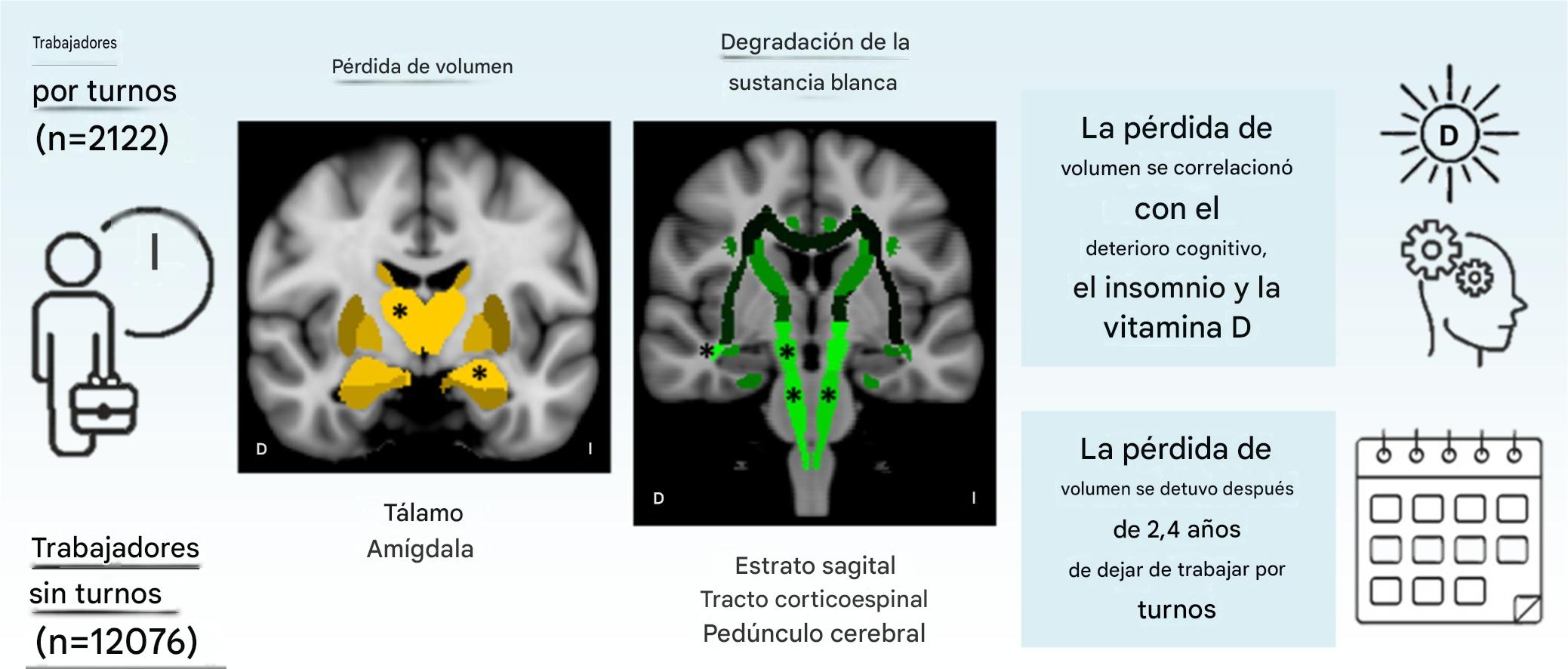 La investigación encontró diferencias estructurales en el tálamo y la amígdala entre quienes trabajan en horarios convencionales y nocturnos.