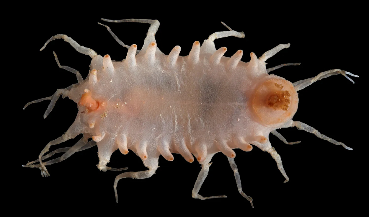 Pepino de mar de O'Loughlin. Foto: CSIRO Australia