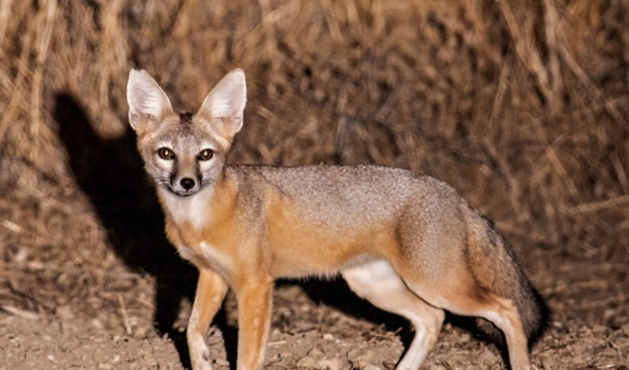 La pérdida de hábitat debido a la agricultura, la exploración petrolera y el crecimiento urbano pone en peligro al zorro kit. Foto: U.S. Fish & Wildlife Service