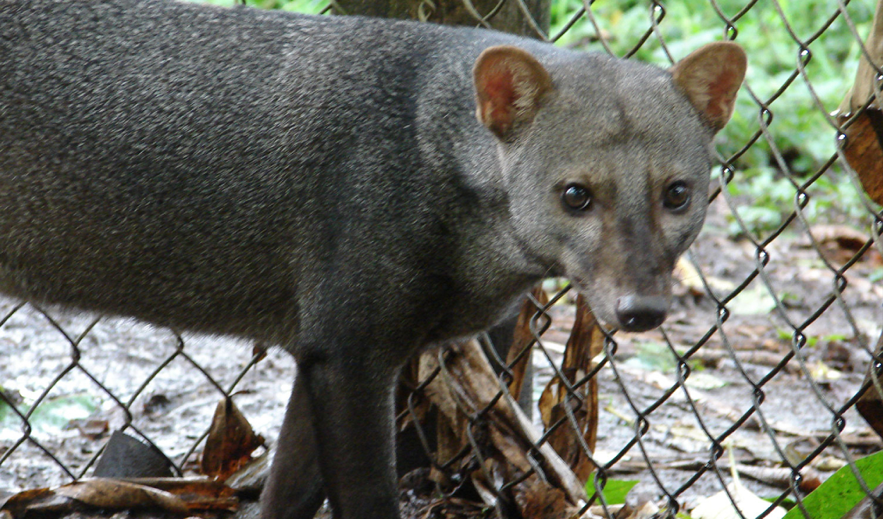 El perro de orejas cortas es un cánido propio de Sudamérica. Es la única especie del género Atelocynus. Foto: Bioweb