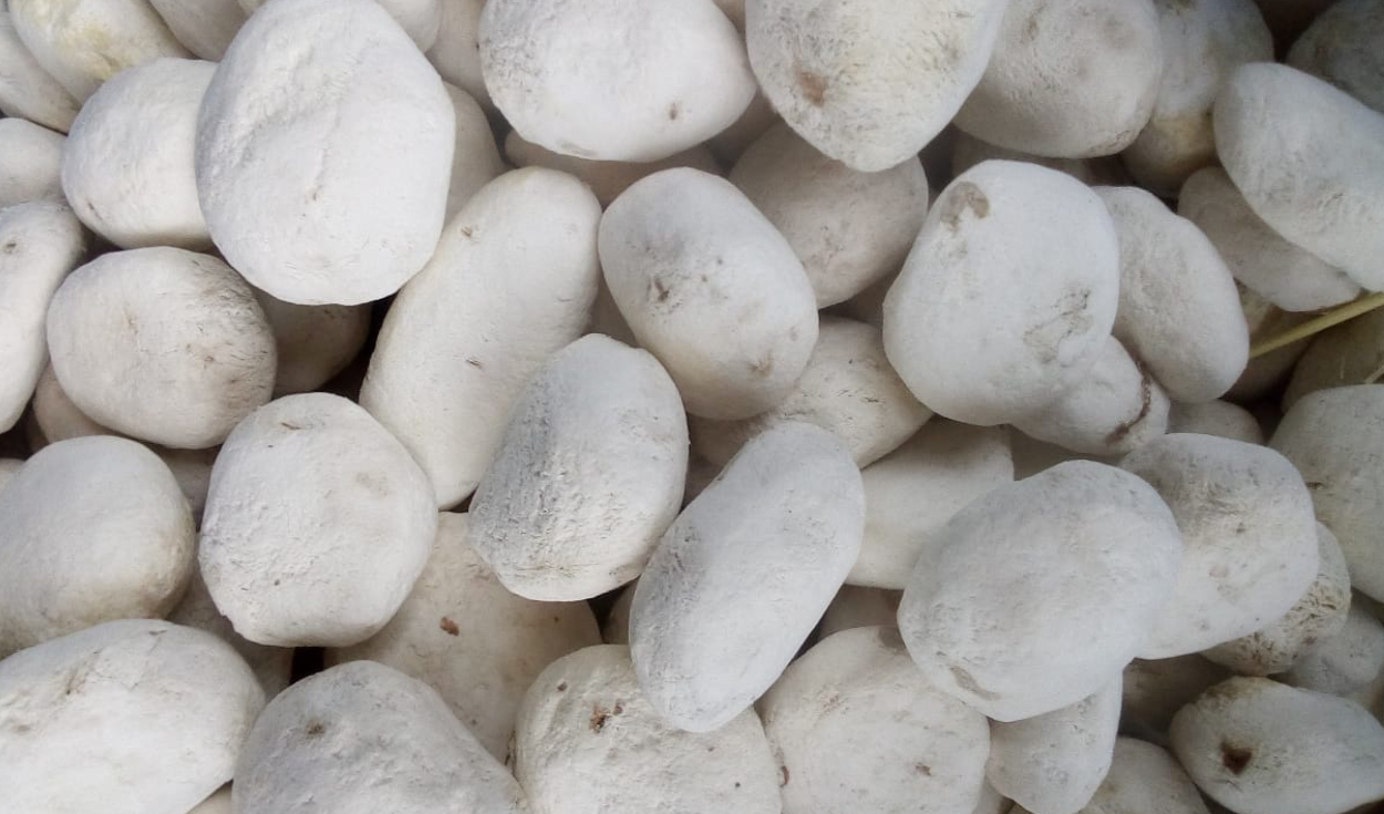 Incluso después de la caída del Imperio Inca, el chuño siguió siendo un alimento básico. Foto: Vironu