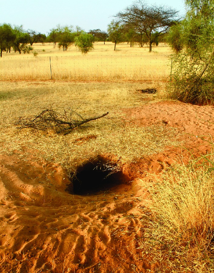 Ejemplar adulto dela tortuga Centrochelys sulcata dentro de su madriguera en Mali. Foto: Fabio Petrozzi