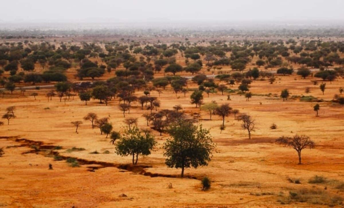 En gran parte del Sahel, el suelo se endurece formando una costra. Foto: Daniel Triveau / CIFOR