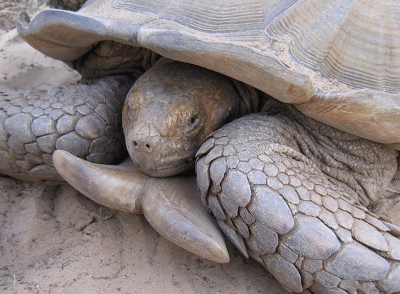 Ejemplar adulto macho de tortuga Centrochelys sulcata con escudos gulares divergentes. Foto: Tomas Diagne