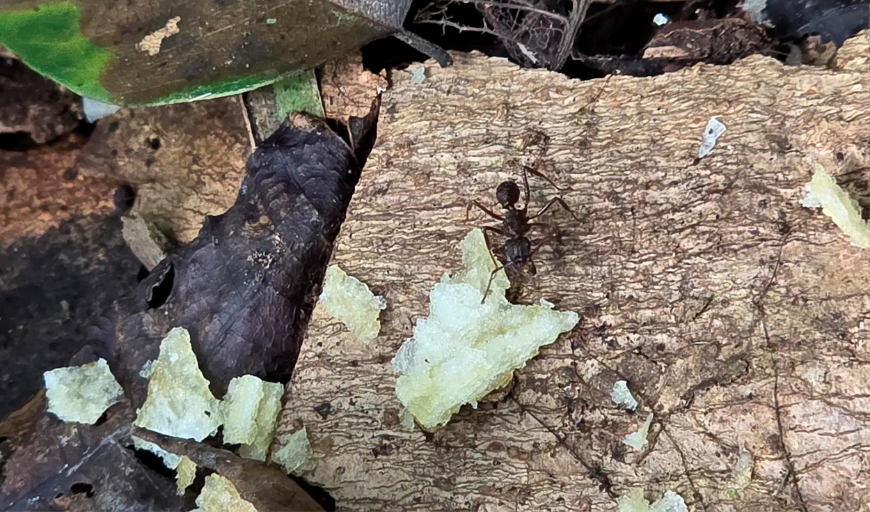 Una hormiga investiga una miga de patata frita. Foto: Carlos Gómez