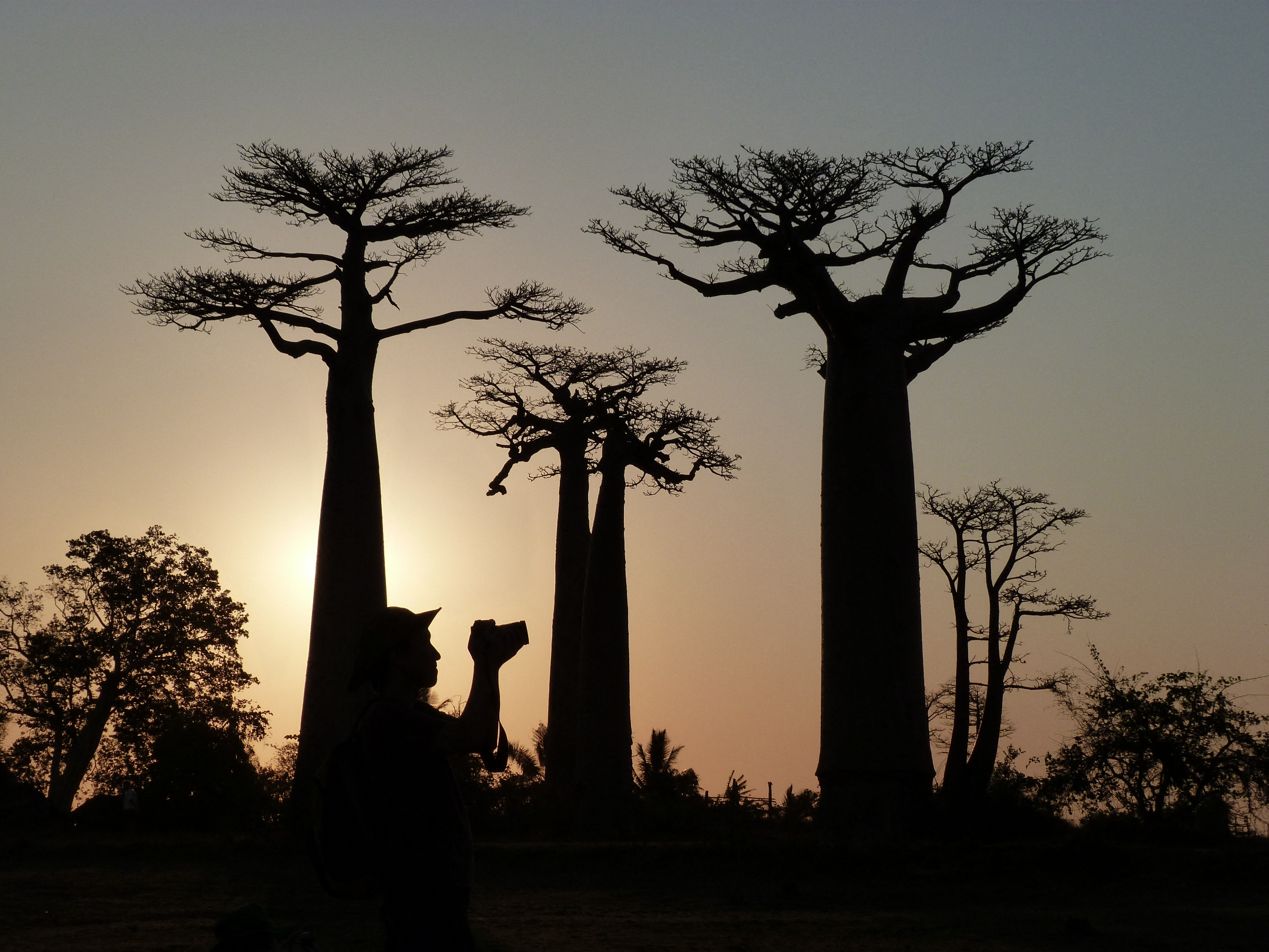 El baobab. Foto: AFP.