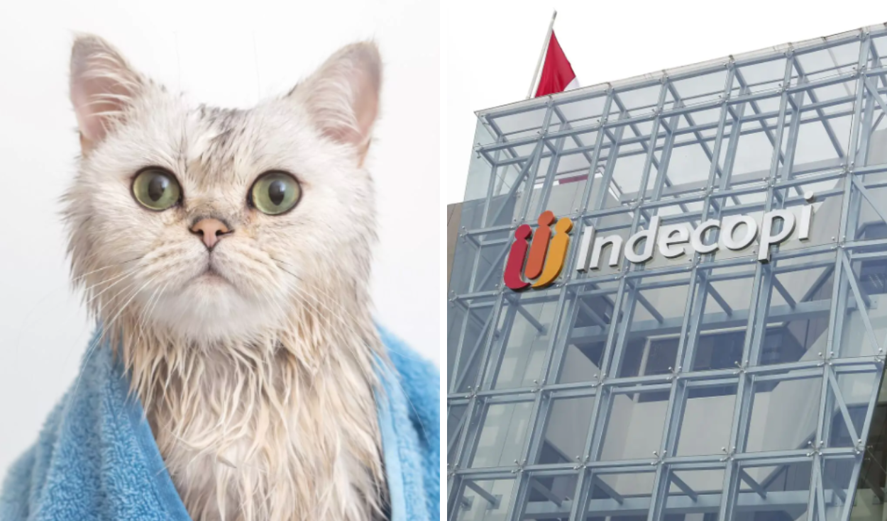 Vet Clinic Fined Over S/10,000 for Injuring Cat During Bath, Hiding Incident