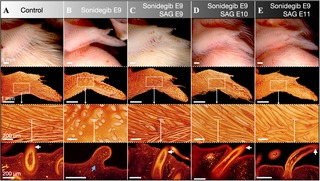 La manipulación de la cascada de señalización Sonic hedgehog (Shh) modificó el crecimiento del plumaje en etapas tempranas. Foto: PLOS Biology
