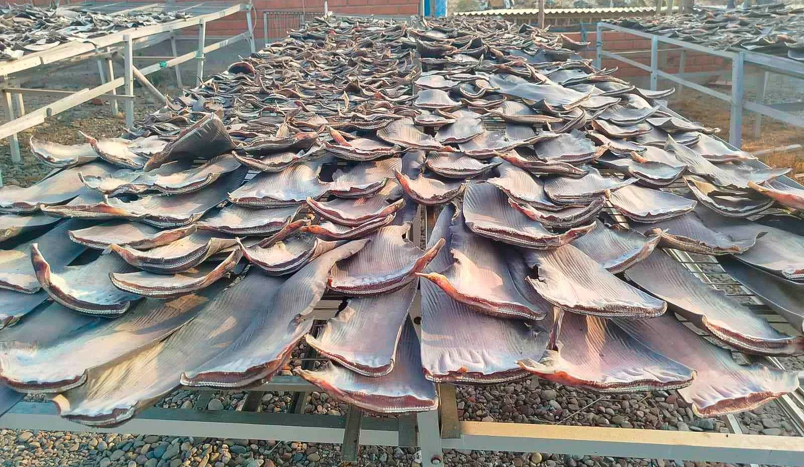 Con una precisión global del 92%, el algoritmo identifica productos como aletas de tiburón y caballitos de mar.
