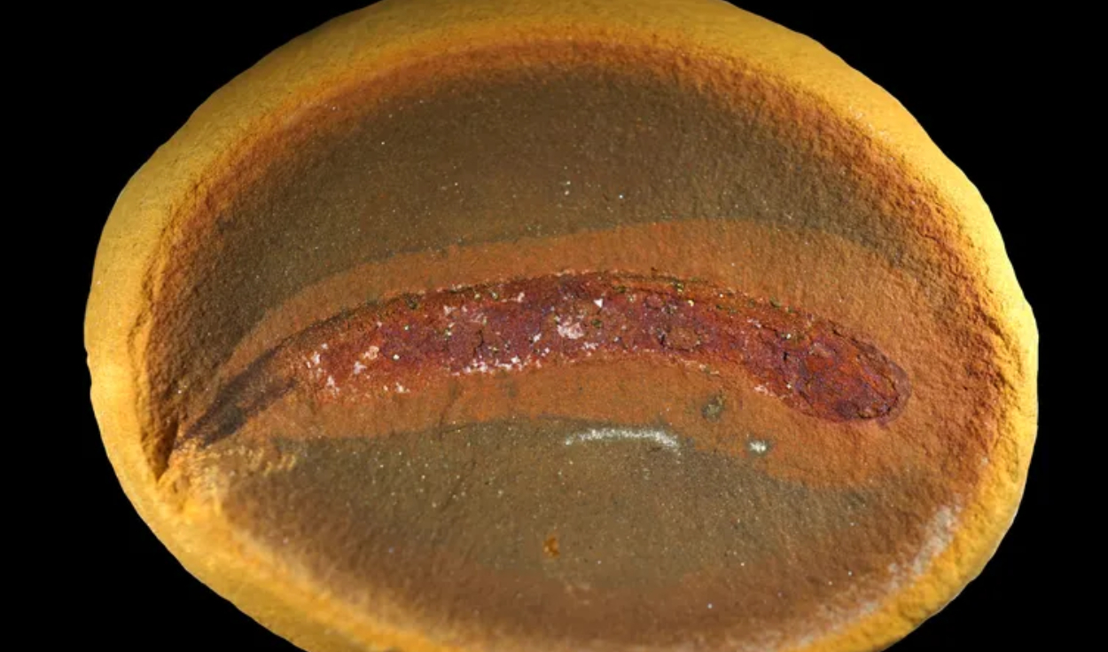 Los investigadores estudiaron fósiles excepcionalmente bien conservados procedentes de Mazon Creek, Illinois. Foto: Arjan Mann