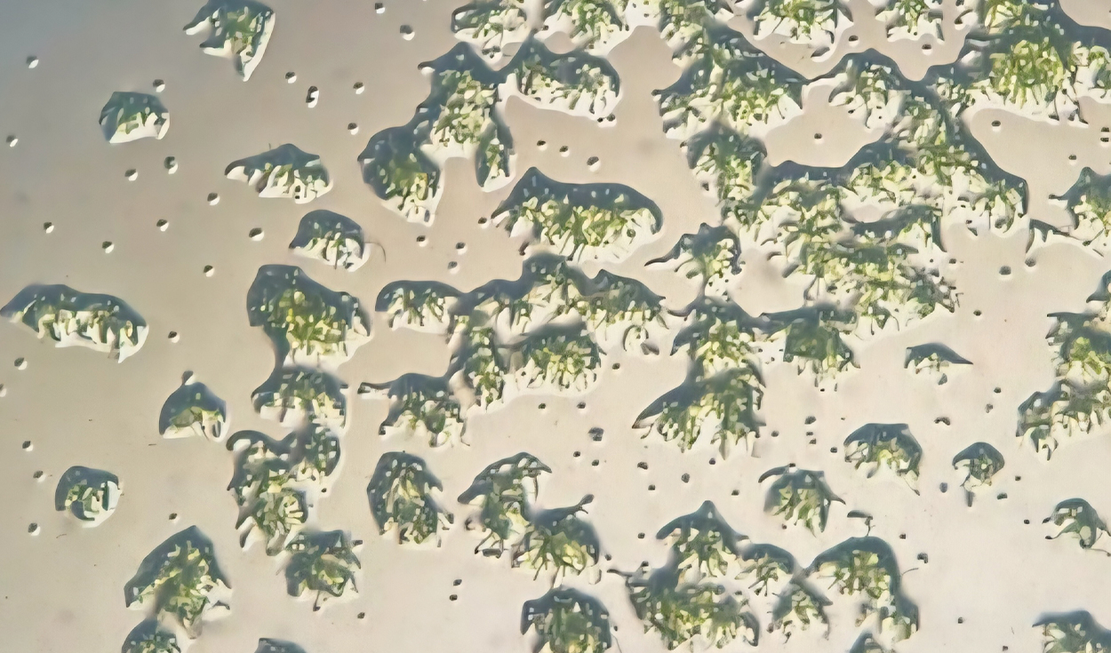 Aproximadamente el 80% de las esporas de musgo continuaron germinando después de regresar a la Tierra. Foto: Dr. Chang-hyun Maeng