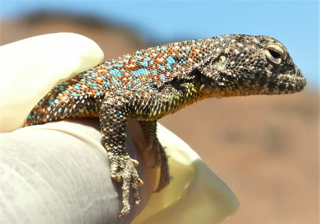 La nueva especie de lagartija recibe el nombre de Wasara, palabra de origen aymara que significa “tierra seca” o “desierto”. Foto: Universidad Nacional Jorge Basadre Grohmann
