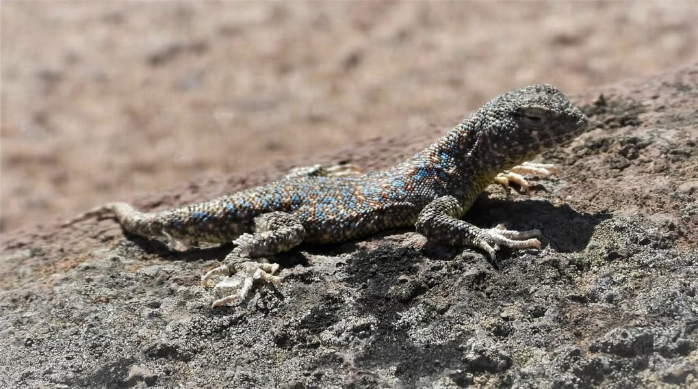 El reptil fue localizado en los tilanciales de Locumba y Sama, en Tacna. Foto: Universidad Nacional Jorge Basadre Grohmann