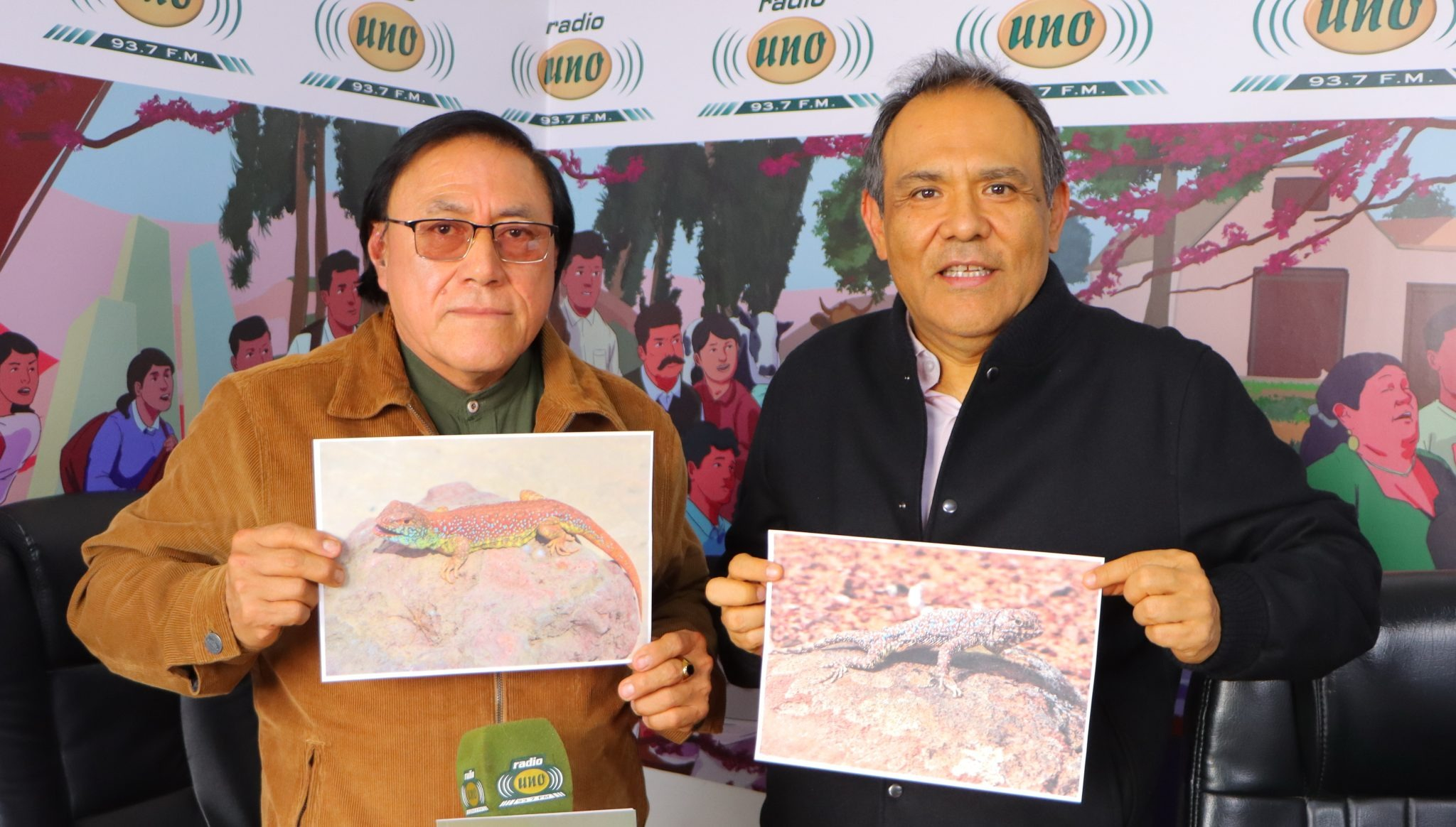 Liolaemus Wasara se encuentra en proceso de descripción y publicación en revistas científicas especializadas para su reconocimiento formal. Foto: Radio UNO