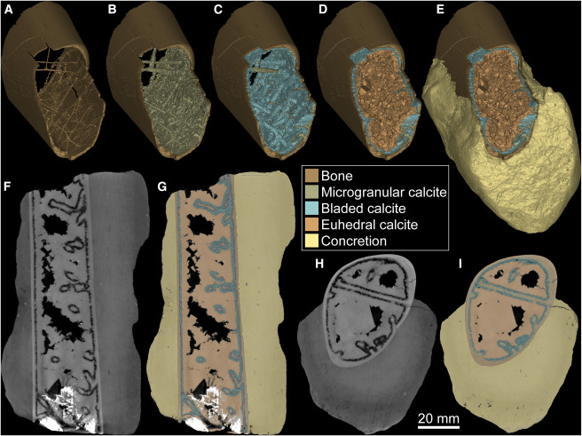 Modelos tridimensionales de la falange parcial del ala de un pterosaurio anhangúrido (MPSC R 1395) y su concreción y mineralización interna asociadas. Foto: iScience