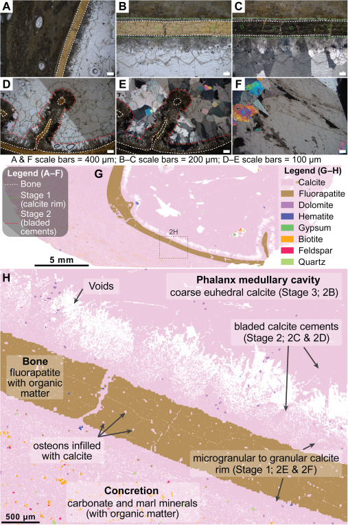 Descripción petrográfica progresiva de las etapas de relleno diagenético en el hueso fosfático de pterosaurio, pasando por 3 etapas. Foto: iScience