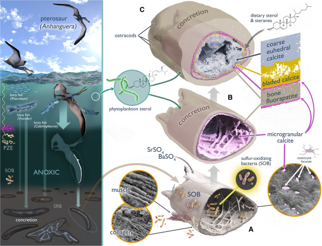 Reconstrucciones de la vida y muerte de un pterosaurio y del ambiente deposicional de la cuenca de rift del Cretácico Inferior de la Formación Romualdo. Foto: iScience