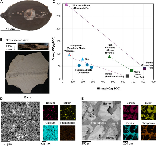 Datos de evaluación de rocas y mineralogía de una concreción de esquisto de Posidonia con vértebras y costillas de ictiosaurio conservadas y un fósil de pez del Eoceno con vértebras intactas y matriz asociada. Foto: iScience
