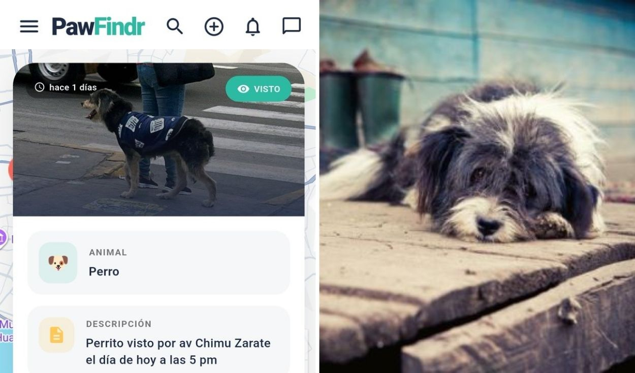 Peruvian app PawFindr uses maps and alerts to help find lost pets