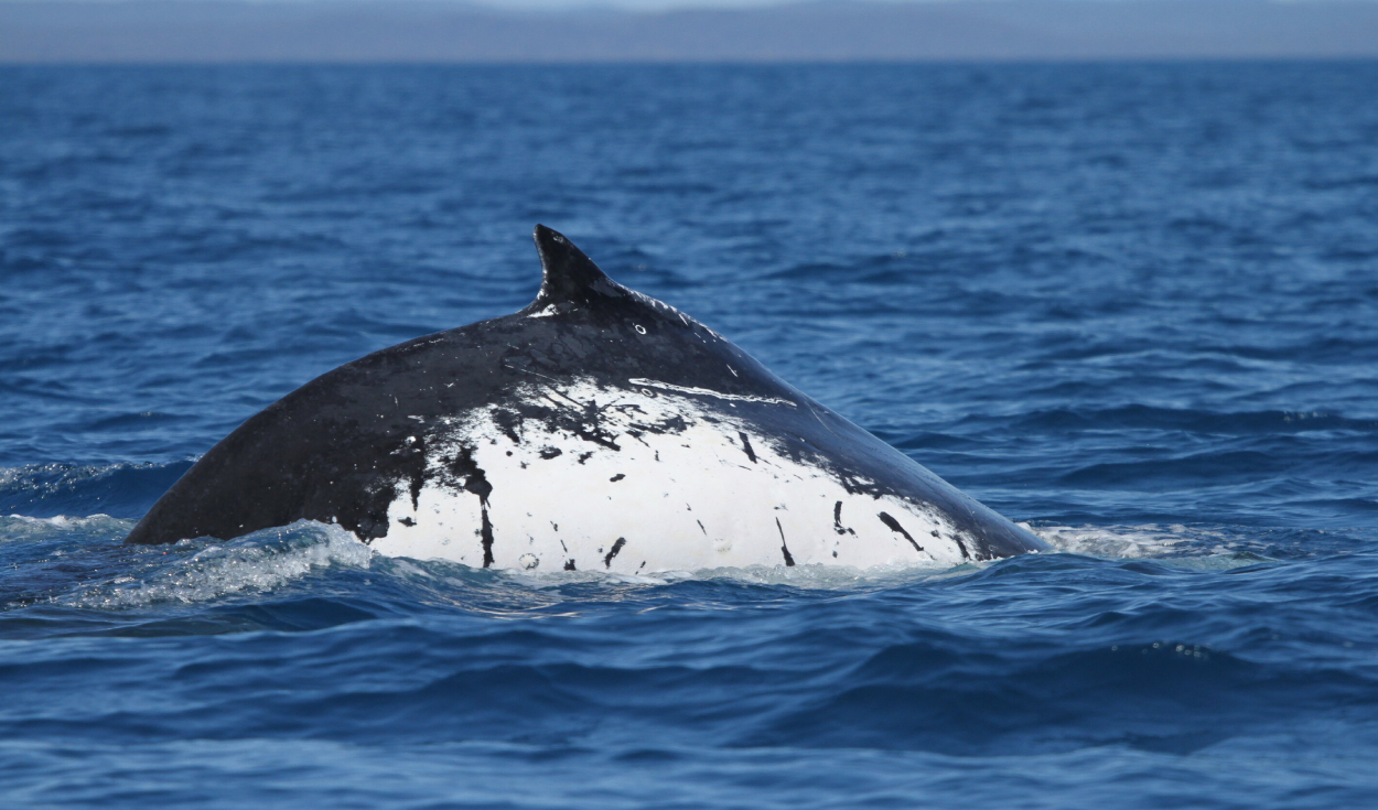 Imagen de una ballena jorobada que realizó un viaje récord entre sus zonas de reproducción. Foto: Pacific Whale Foundation