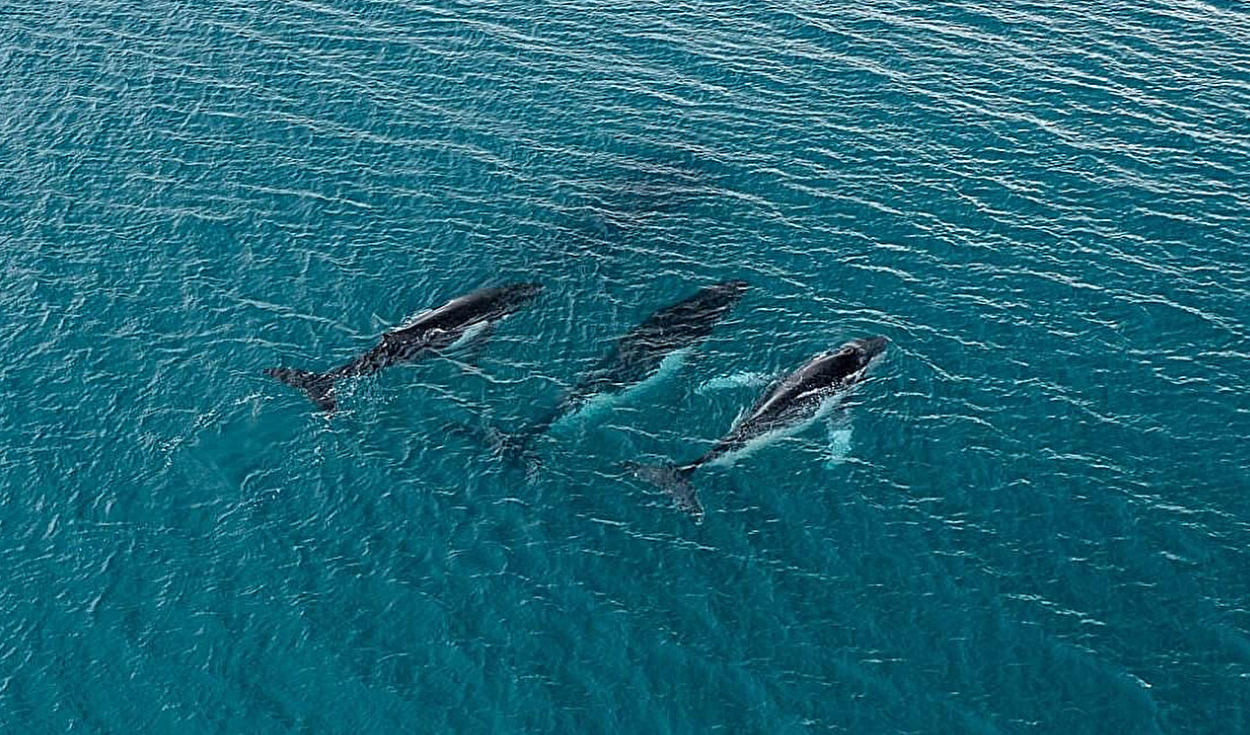 Tres ballenas jorobadas migrando a lo largo de la costa este de Australia. Foto: Pacific Whale Foundation