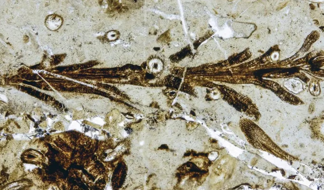 La especie fue bautizada como Austrohamia vitrea y pertenece al grupo de las coníferas. Foto: Museo Egidio Feruglio