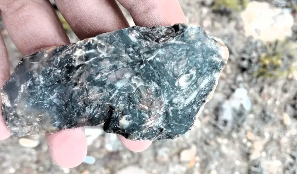 La nueva especie apareció en rocas jurásicas de la provincia de Santa Cruz. Foto: Museo Egidio Feruglio