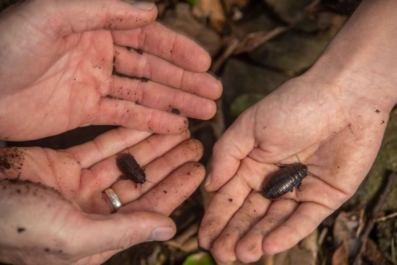 e creía extinta la cucaracha Panesthia lata de la isla Lord Howe, pero se recuperó tras la erradicación de roedores. Foto: Justin Gilligan