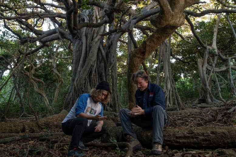 Los investigadores bajo un baniano en la isla Lord Howe. Foto: Justin Gilligan