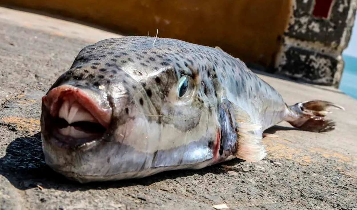 El pez sapo tiene dientes capaces de romper redes de pesca y causar mordidas peligrosas. Foto: AFP