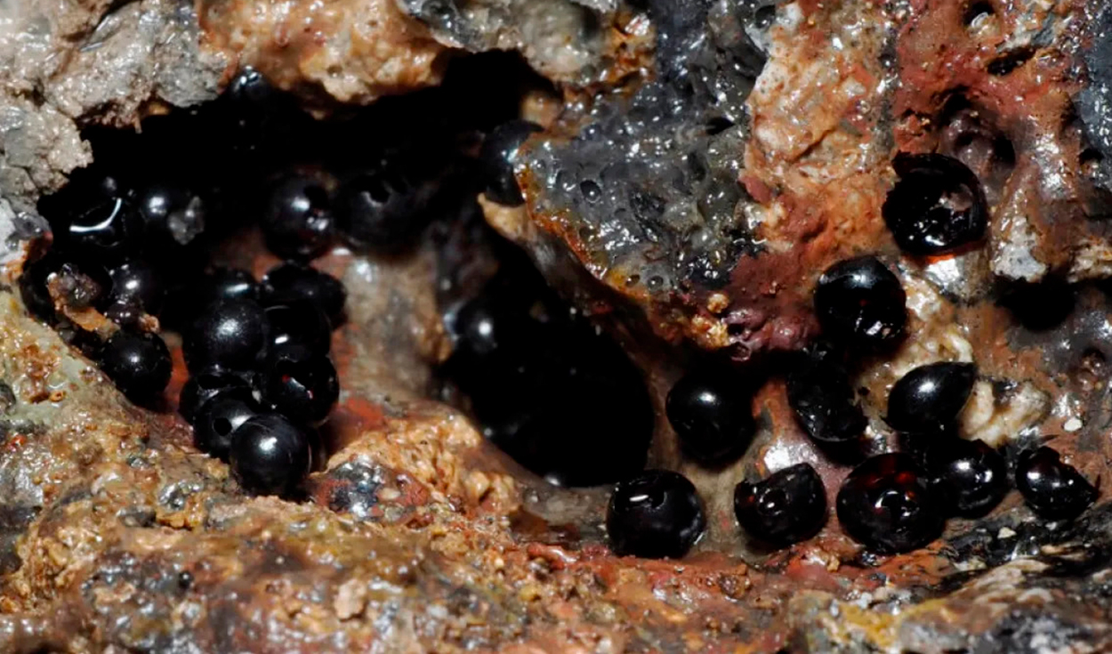 Huevos negros hallados en el abismo del Pacífico revelan un nuevo récord mundial de gusanos. Foto: Dr. Keiichi Kakui