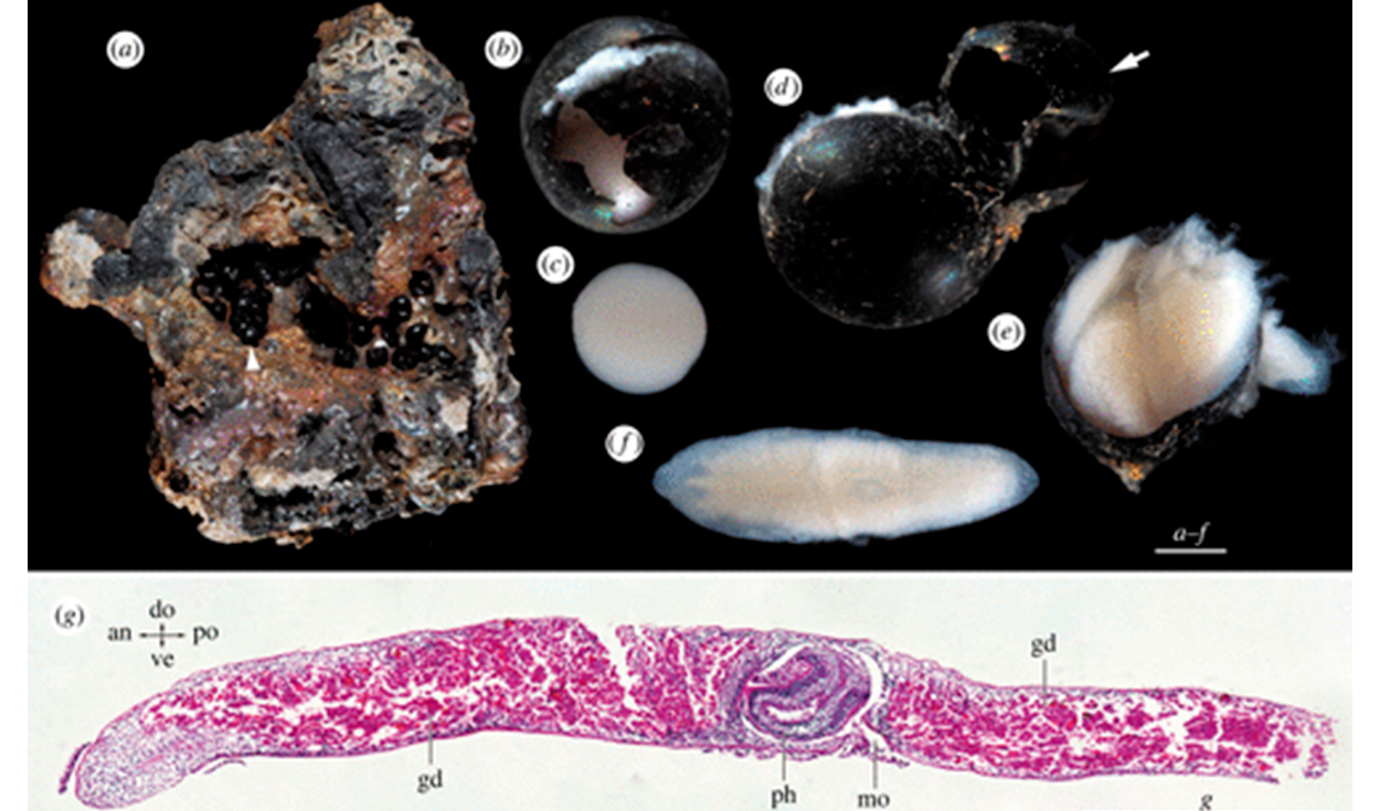 Capullos de gusanos planos de aguas profundas, recolectados a unos 6200 metros de profundidad. (a) Cápsulas de huevos sobre un fragmento de roca. Foto: Biology Letters