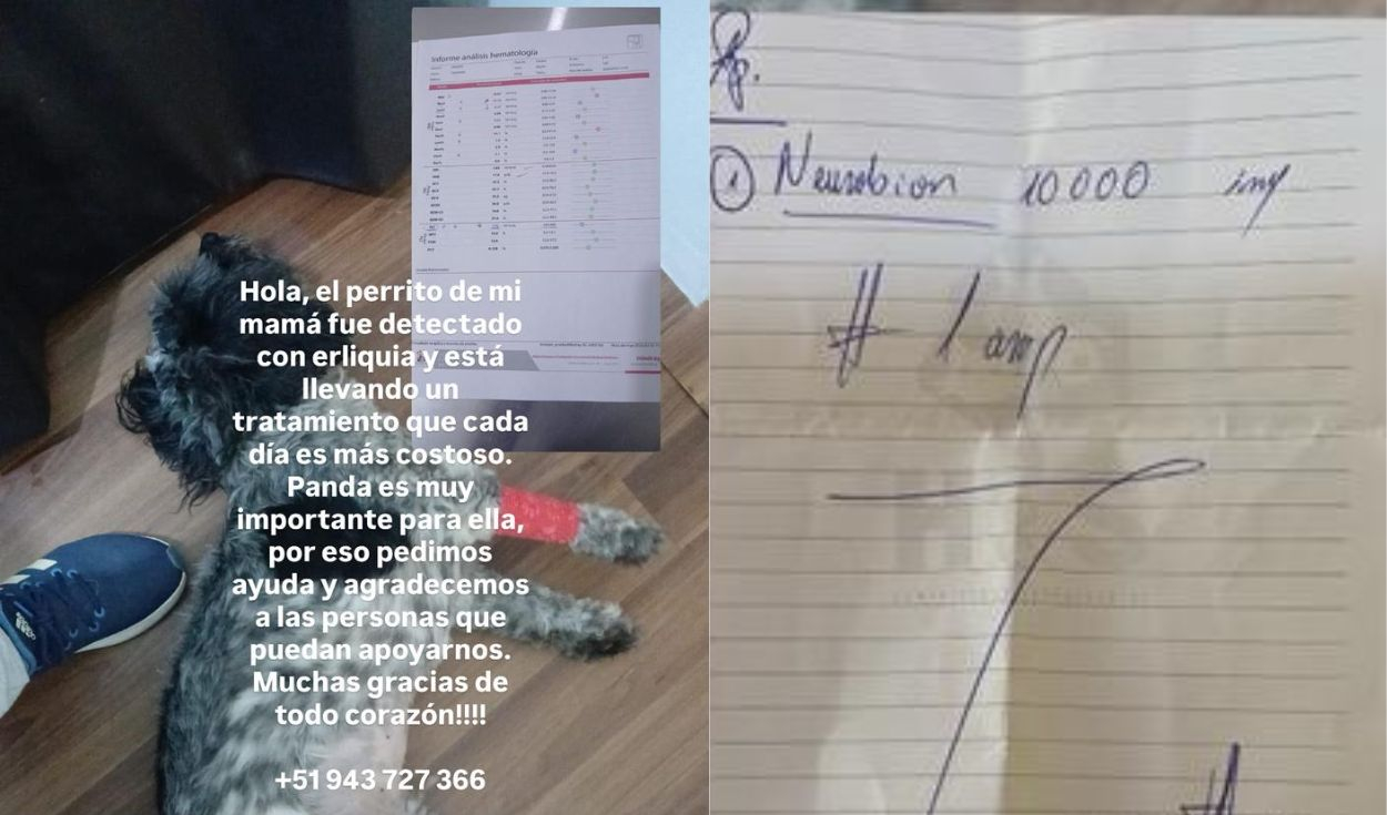 Urgent help sought for dog 'Pandita' suffering from sudden illness
