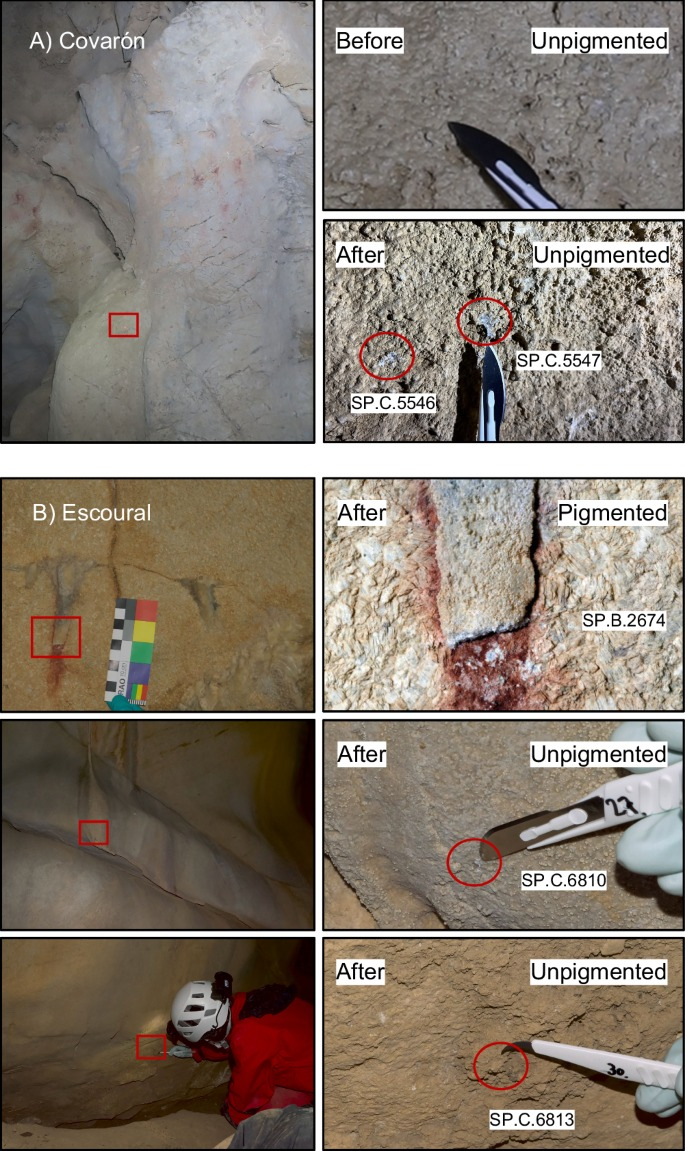 Muestras de la pared de la cueva (pigmentadas y no pigmentadas) que contienen ADN humano antiguo. Foto: Nature Communications