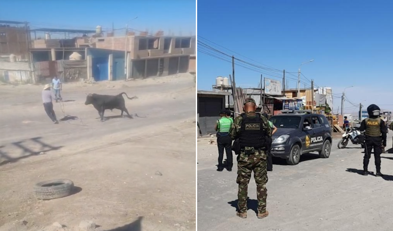 Bull Escapes in Cerro Colorado, Sparks Panic Among Residents; Over 10 Police Officers Involved in Capture