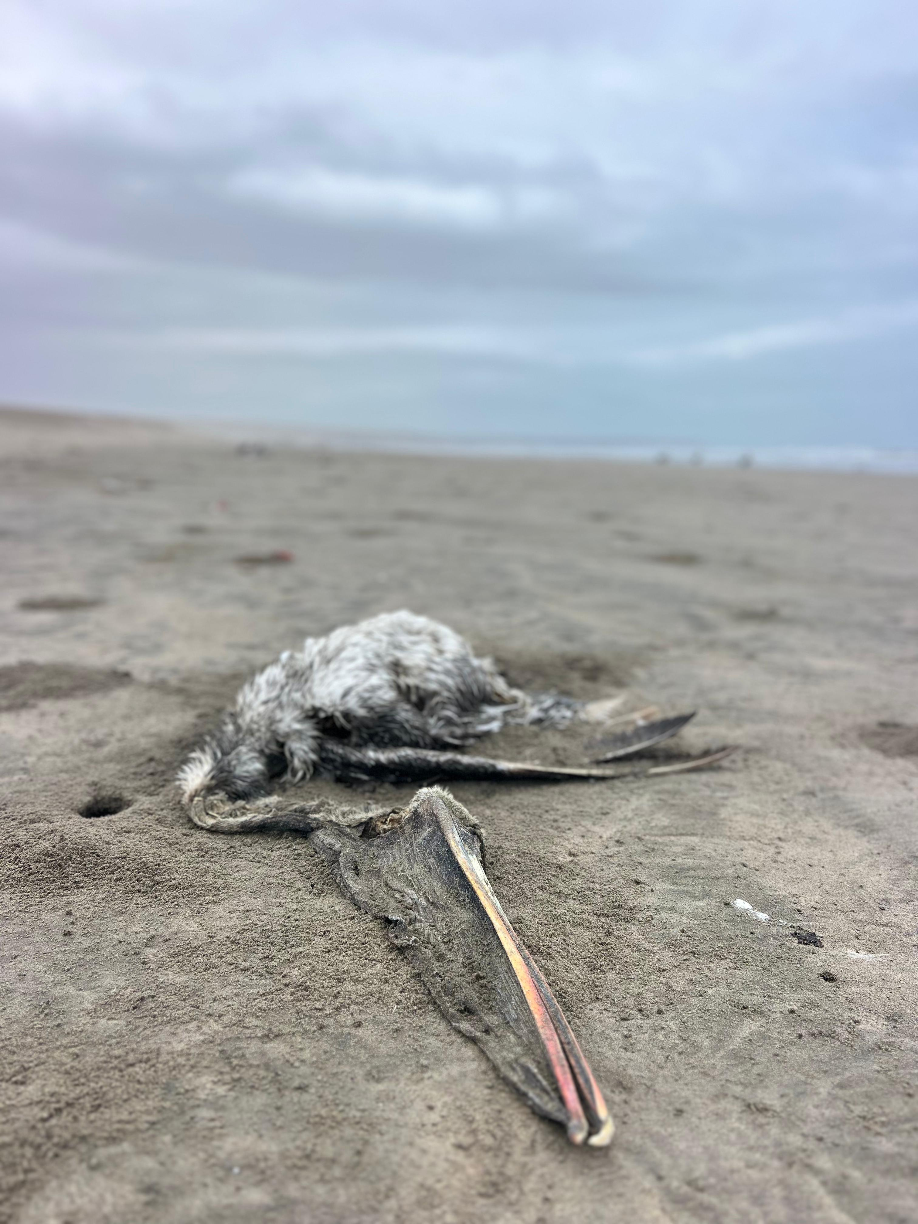 Aves muertas en Piura