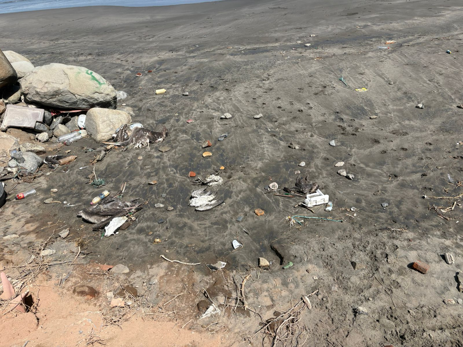 Aves muertas en Trujillo
