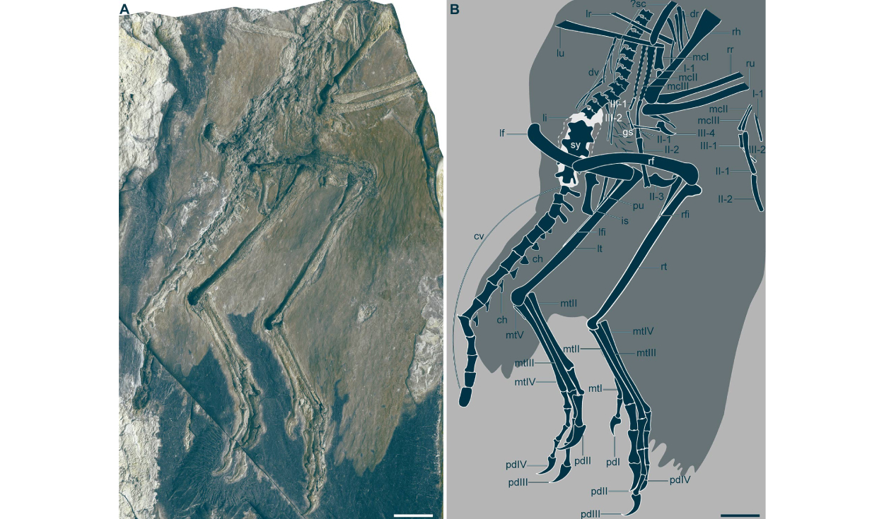El espécimen holotipo de Zhengheornis buyu. Foto: Science Advances
